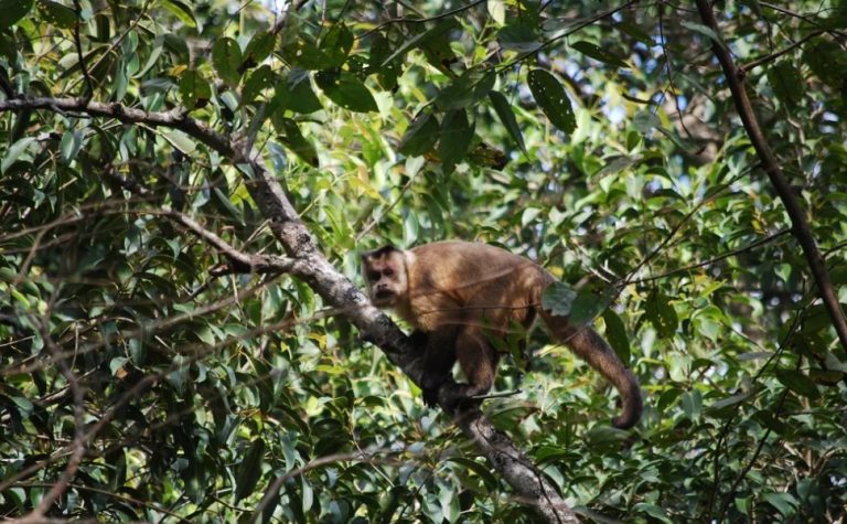 Alerta de febre amarela e febre maculosa após morte de macacos em Cachoeiro