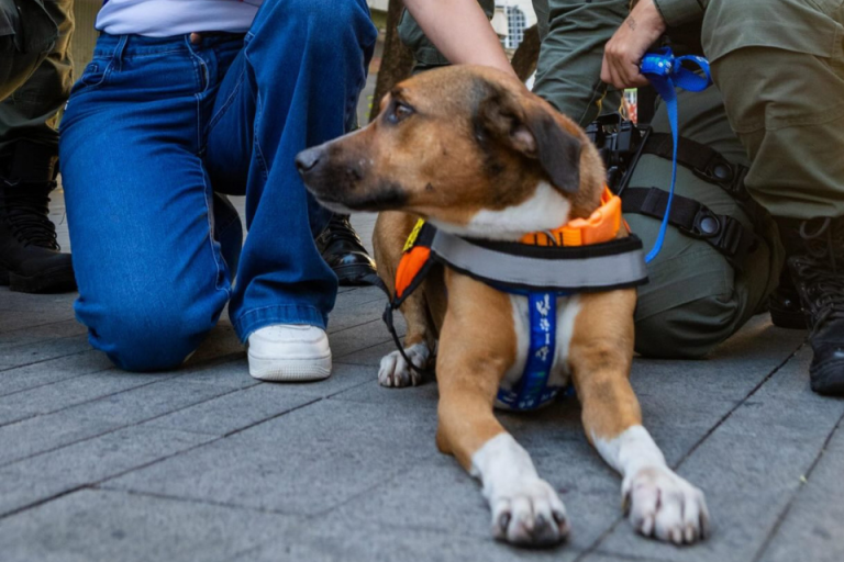 Cachorro “caramelo” é promovido a cabo pela PMPE