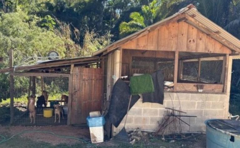Justiça manda Domingos Martins agir para proteger animais em canil