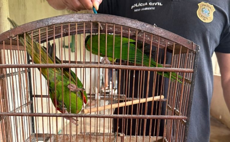 Maritacas mantidas ilegalmente em criadouro são apreendidas em Cariacica