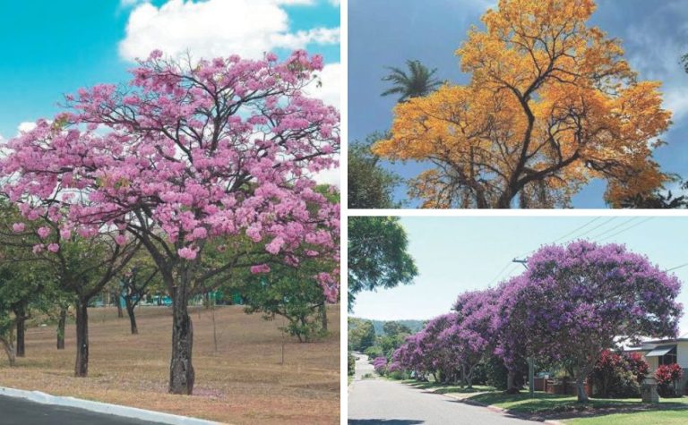 Serra terá mais 10 mil árvores nas ruas para enfrentar o calor