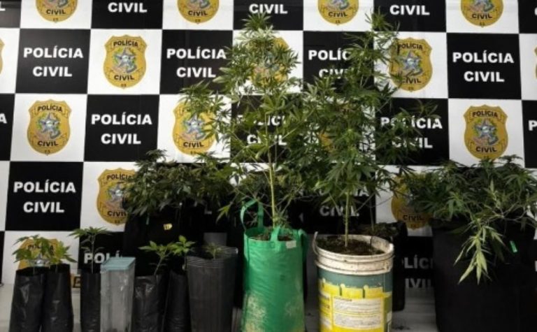 15 pés de maconha são apreendidos em estrutura de cultivo clandestino na Serra