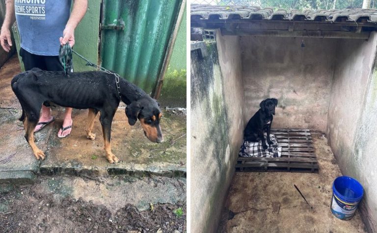 Adestrador de animais é preso por maus-tratos a cães em Guarapari