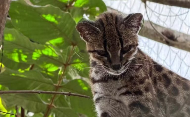 Brasileiro descobre nova espécie de felino após 100 anos