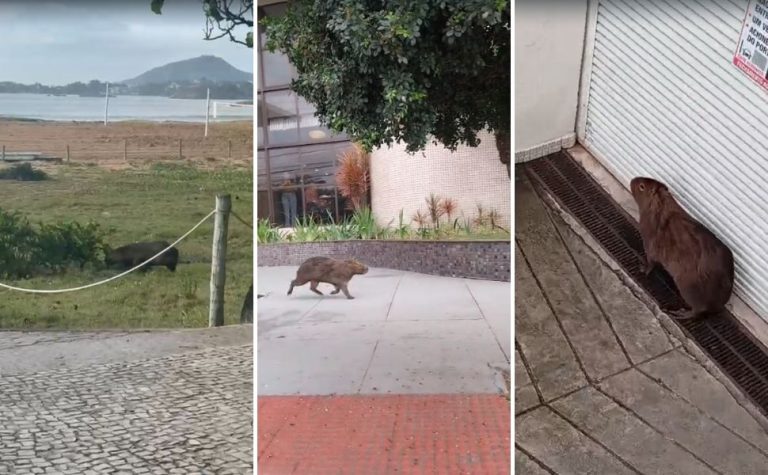 Capivara entra em hotel após ser flagrada “passeando” pela orla de Camburi