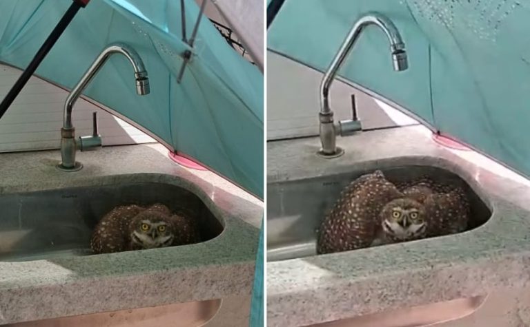Coruja-buraqueira é resgatada dentro de pia em loja de Vila Velha