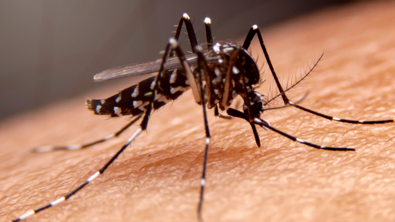 Dengue em PE: quarta morte é confirmada e casos sobem 37% em 2026