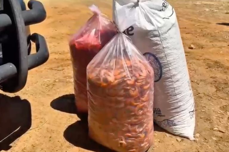PRF apreende carga de camarão avaliada em meio milhão de reais no Sertão