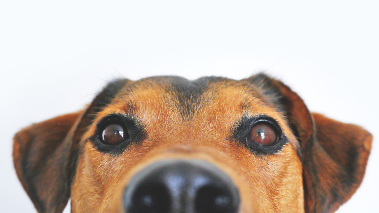 Patteo Olinda promove evento de adoção de cães e gatos neste sábado (12)