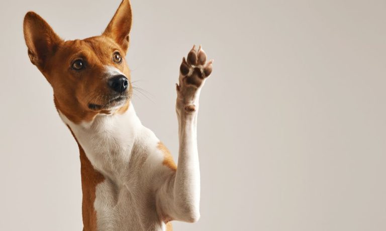 Projeto científico inédito dos EUA busca aumentar tempo de vida dos cachorros