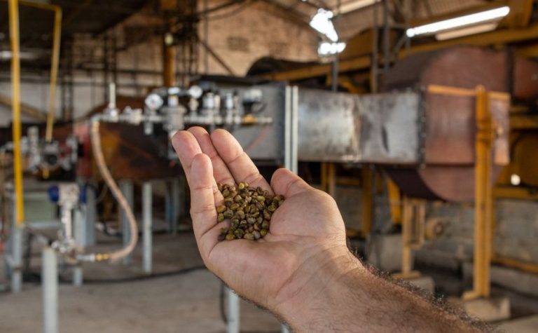 Projeto com gás natural aumenta rendimento na secagem do café