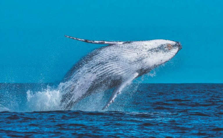 Satélites vão rastrear baleias no litoral do Espírito Santo