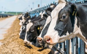 União Europeia suspende carnes do Brasil; entenda impacto e próximos passos