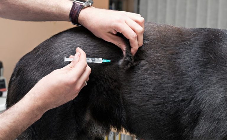 Vacinação gratuita de cães e gatos terá 39 postos neste sábado; veja os locais
