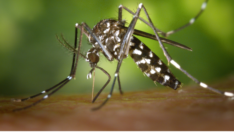Pernambuco registra mais de 50 mil casos suspeitos de dengue; alta é de 34,6%